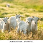 任你懆视频这精品 5450m