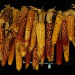 亚洲国产精品高清在线 m6n68