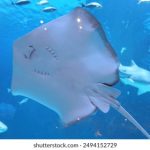 亚洲国产在线观看在5388 mpfe9