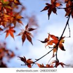 产高清在线精品一区APP osktgq