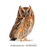 刘志进实验室音乐免费下载平台,畅享无限乐曲 57769pfit8