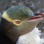 《本圣女摊牌了》漫画简介与精彩剧情解析 kpvhkjsrq2