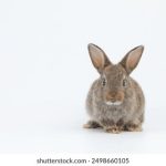 今日制造是什么软件:探索智能制造背后的技术与应用 pb8mo37