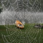 如何通过P站官网网址顺利进入手机版安卓版 qxudhi