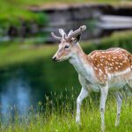 suacgcom:探索二次元文化的全新平台与社区体验 rka9p8